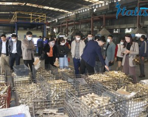 ITALISA SẢN XUẤT SEN VÒI PHÔI ĐỒNG - PHÂN PHỐI TOÀN QUỐC